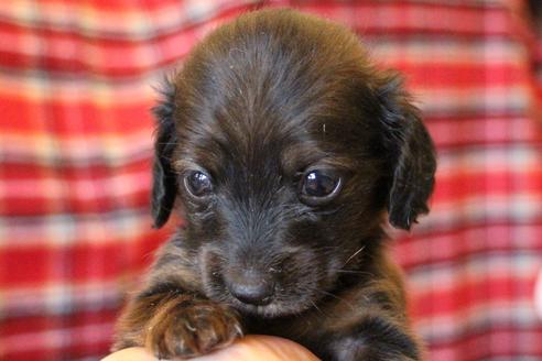 成約済の愛知県のカニンヘンダックスフンド(ロングヘアード)-62632の29枚目