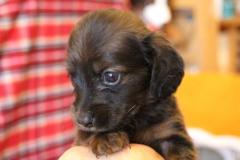 成約済の愛知県のカニンヘンダックスフンド(ロングヘアード)-62632の28枚目