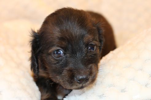 成約済の愛知県のカニンヘンダックスフンド(ロングヘアード)-62632の27枚目