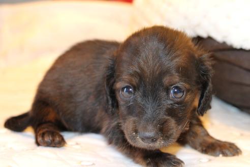 成約済の愛知県のカニンヘンダックスフンド(ロングヘアード)-62632の26枚目