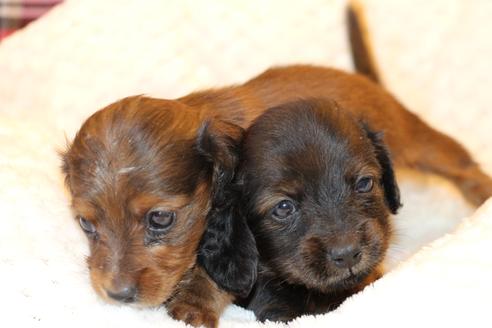 成約済の愛知県のカニンヘンダックスフンド(ロングヘアード)-62632の25枚目