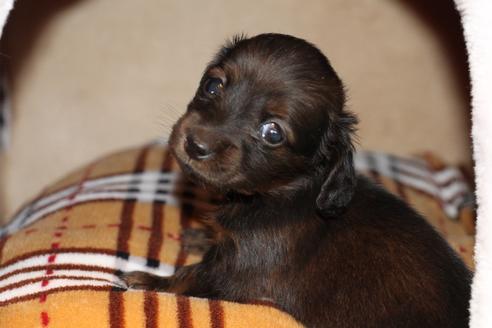 成約済の愛知県のカニンヘンダックスフンド(ロングヘアード)-62632の24枚目