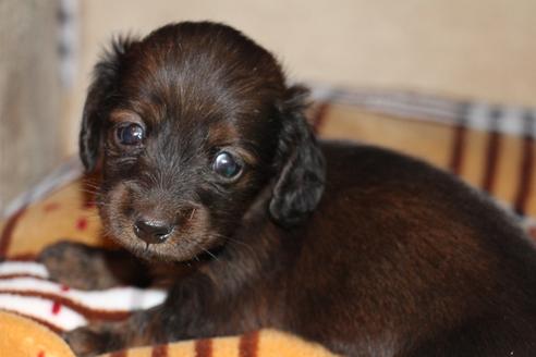 成約済の愛知県のカニンヘンダックスフンド(ロングヘアード)-62632の23枚目