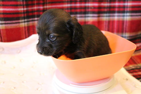 成約済の愛知県のカニンヘンダックスフンド(ロングヘアード)-62632の22枚目