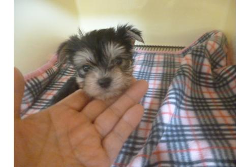 成約済の福岡県のミックス犬-63893の4枚目