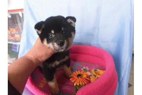 成約済の鹿児島県の柴犬-63902の4枚目