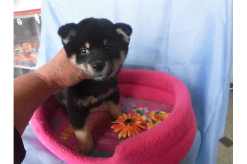 成約済の鹿児島県の柴犬-63902の3枚目