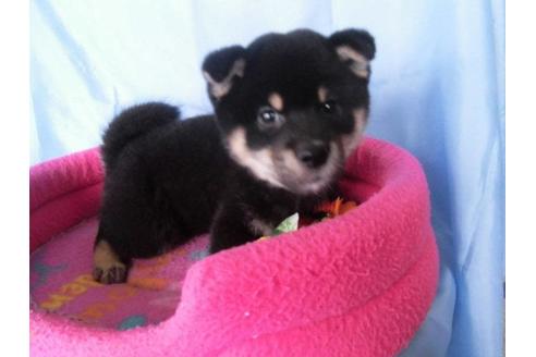 成約済の鹿児島県の柴犬-63902の2枚目