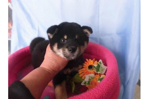 成約済の鹿児島県の柴犬-63902の1枚目