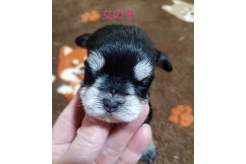 成約済の鹿児島県のミックス犬-63905の1枚目