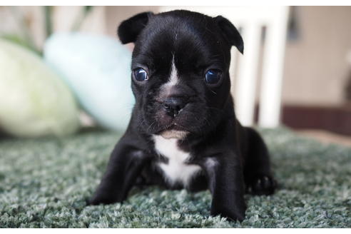 成約済の愛知県のフレンチブルドッグ-62790の1枚目