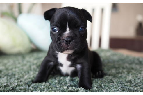 成約済の愛知県のフレンチブルドッグ-62790の4枚目