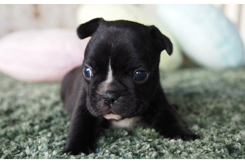 成約済の愛知県のフレンチブルドッグ-62790の3枚目