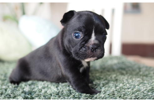 成約済の愛知県のフレンチブルドッグ-62790の2枚目