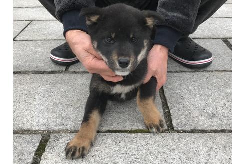 成約済の長崎県の柴犬-59103の2枚目