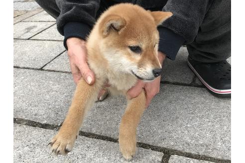 成約済の長崎県の柴犬-58063の3枚目