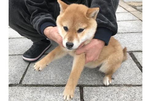 成約済の長崎県の柴犬-58063の2枚目