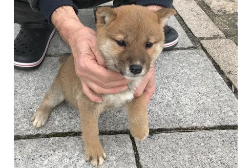成約済の長崎県の柴犬-60921の4枚目