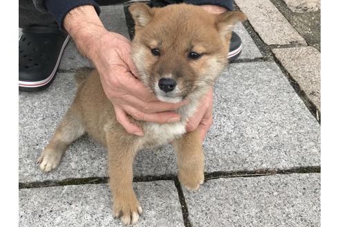 成約済の長崎県の柴犬-60921の3枚目