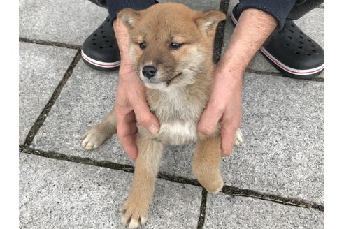 成約済の長崎県の柴犬-60921の2枚目