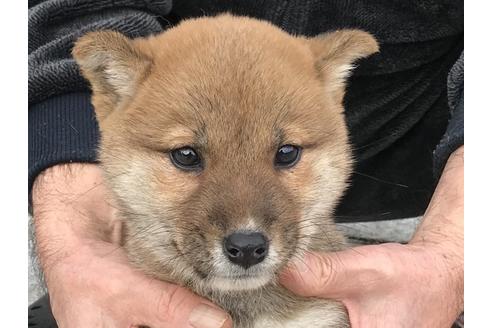 成約済の長崎県の柴犬-60921