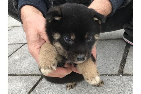 成約済の長崎県の柴犬-60919の5枚目