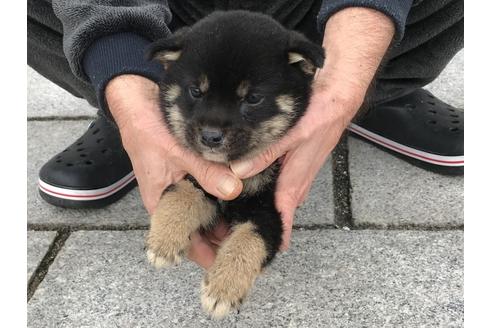 成約済の長崎県の柴犬-60919の3枚目