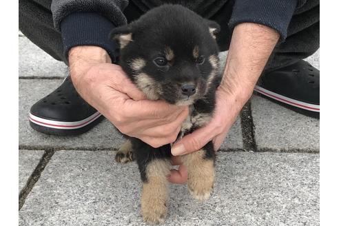 成約済の長崎県の柴犬-60919の2枚目