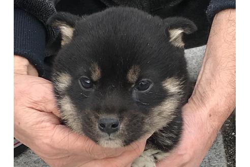 成約済の長崎県の柴犬-60919