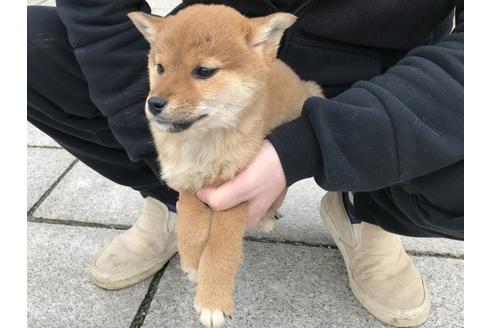 成約済の長崎県の柴犬-60186の5枚目