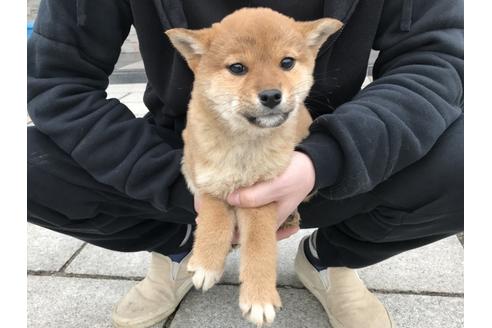 成約済の長崎県の柴犬-60186の3枚目