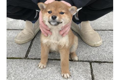 成約済の長崎県の柴犬-60186の2枚目