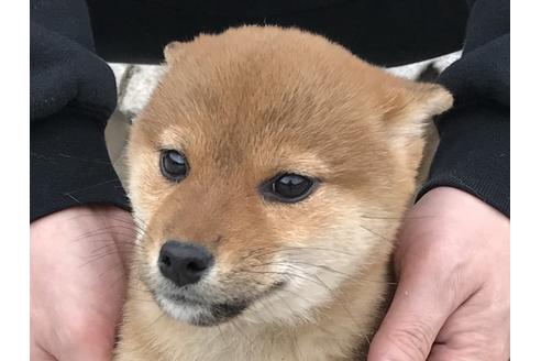 成約済の長崎県の柴犬-60186