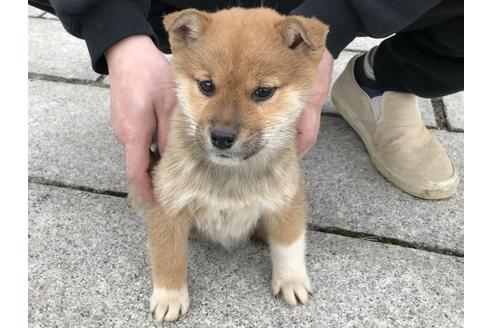 成約済の長崎県の柴犬-60185の5枚目