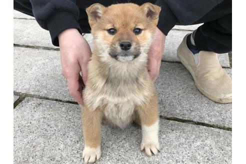 成約済の長崎県の柴犬-60185の4枚目