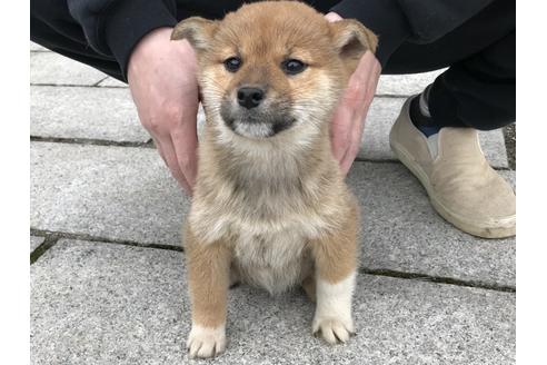 成約済の長崎県の柴犬-60185の3枚目
