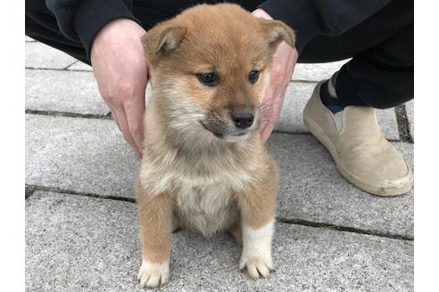 成約済の長崎県の柴犬-60185の2枚目
