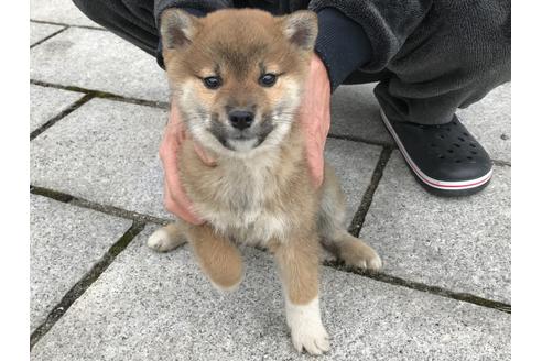 成約済の長崎県の柴犬-60183の5枚目