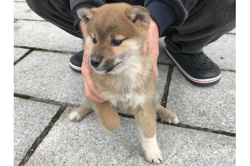 成約済の長崎県の柴犬-60183の4枚目