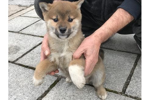 成約済の長崎県の柴犬-60183の3枚目
