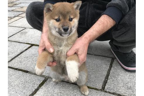 成約済の長崎県の柴犬-60183の2枚目