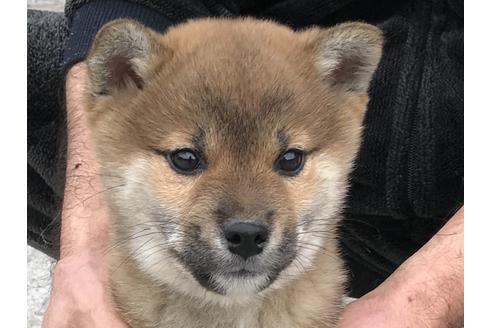 成約済の長崎県の柴犬-60183の1枚目
