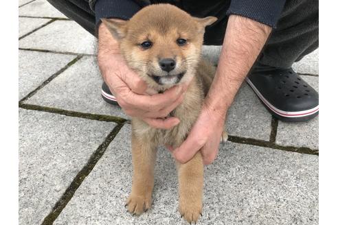 成約済の長崎県の柴犬-59801の10枚目