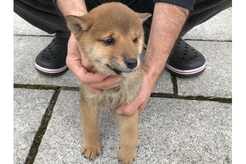 成約済の長崎県の柴犬-59801の9枚目