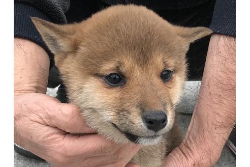 成約済の長崎県の柴犬-59801の7枚目