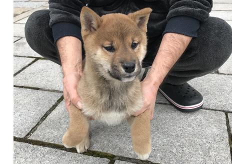 成約済の長崎県の柴犬-59798の5枚目
