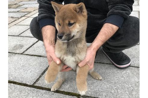 成約済の長崎県の柴犬-59798の4枚目