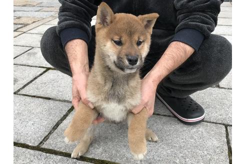 成約済の長崎県の柴犬-59798の3枚目