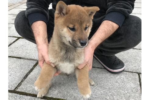 成約済の長崎県の柴犬-59798の2枚目