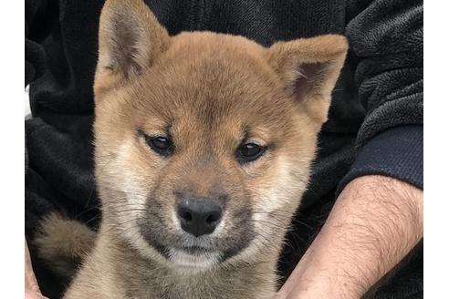 成約済の長崎県の柴犬-59798の1枚目